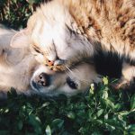 猫の腎臓病