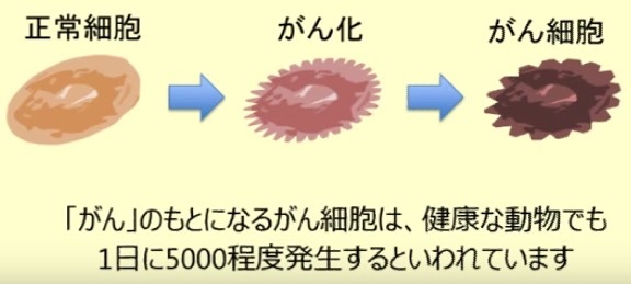 正常細胞ががん細胞になる過程のイラスト