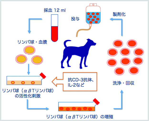 活性化リンパ球療法のフロー図