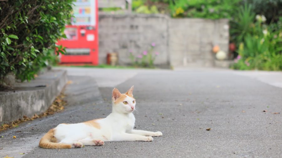 野良猫に餌をあげるのは違法? 法律や飼い方、地域猫活動を解説 ペトこと 野良猫に餌をあげるのは違法? 法律や飼い方、地域猫活動を解説 ペトこと