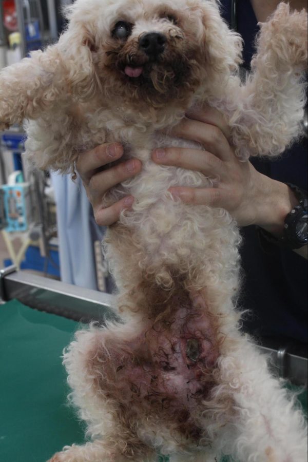 乳腺腫瘍の自潰を起こした犬