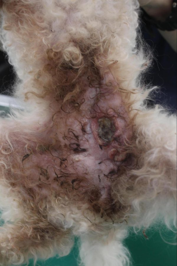 乳腺腫瘍の自潰を起こした犬の患部