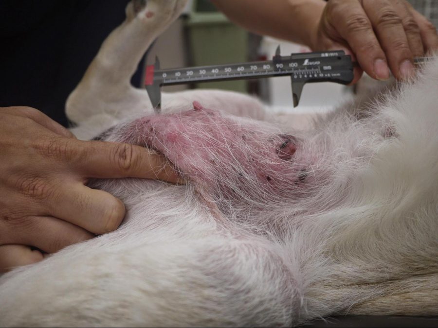 板状に硬く腫れあがった悪性乳腺腫瘍