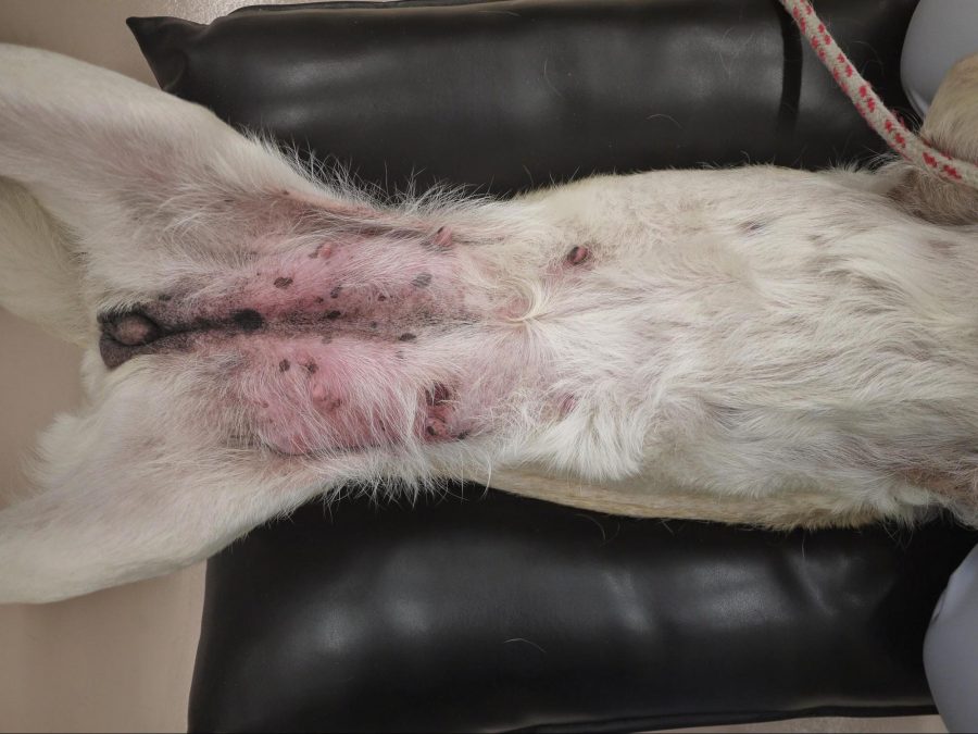 板状に硬く腫れあがった悪性乳腺腫瘍