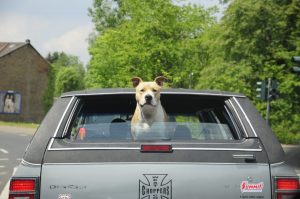 車から外を見る犬