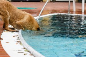 プールに顔を突っ込む犬