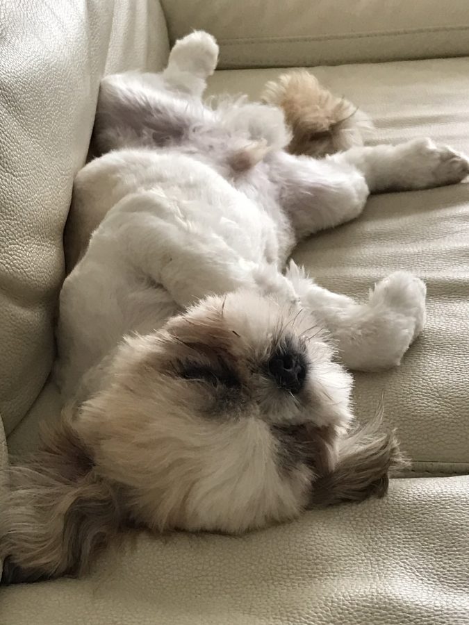 OMUSUBIでお結びされた元保護犬の卒業犬の源ちゃん