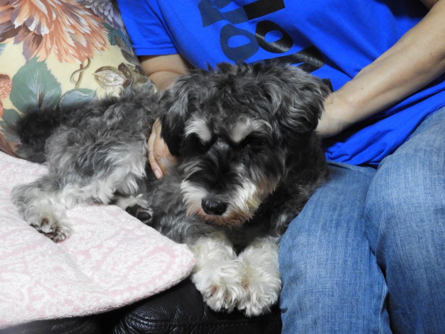 新しい環境に慣れた元保護犬のシルバくん