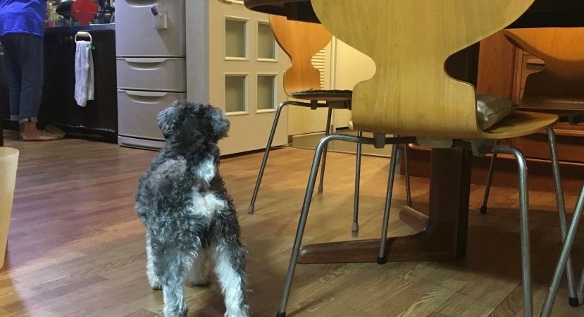 元気に過ごす元保護犬のシルバくん