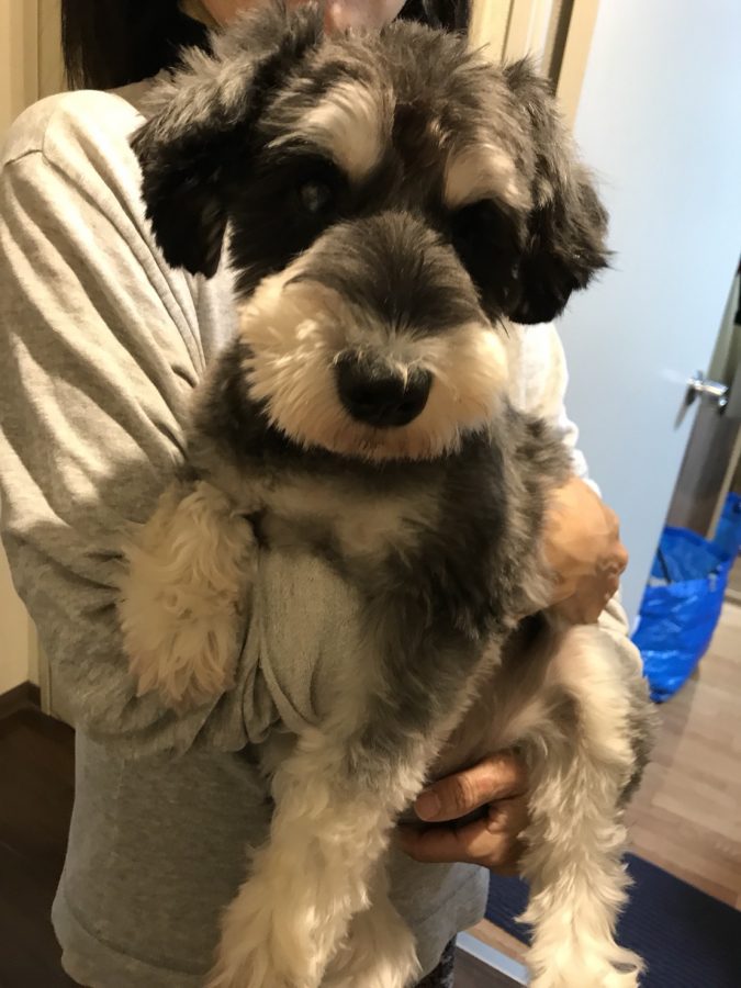 トリミング後の元保護犬シルバくん