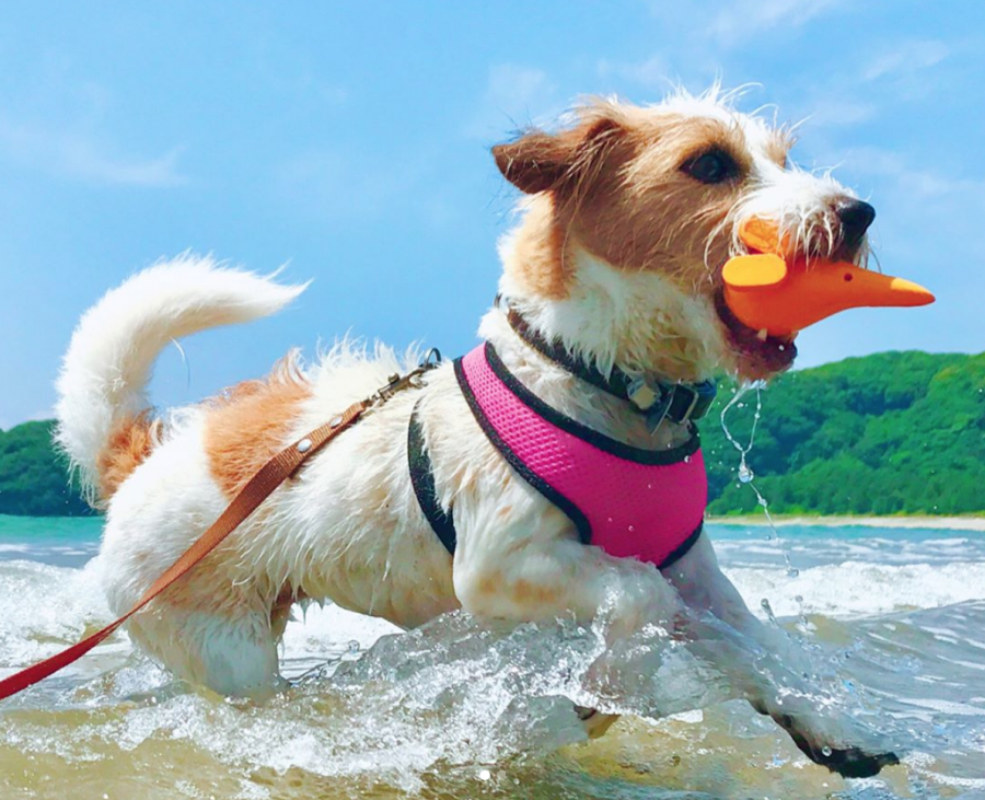 夏は犬と海にお出かけ！ 海水浴の注意点や対策、遊び方を紹介 ペトこと