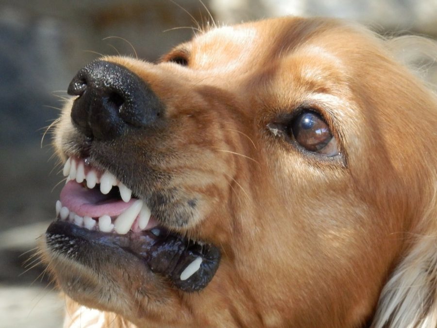 怒っている犬