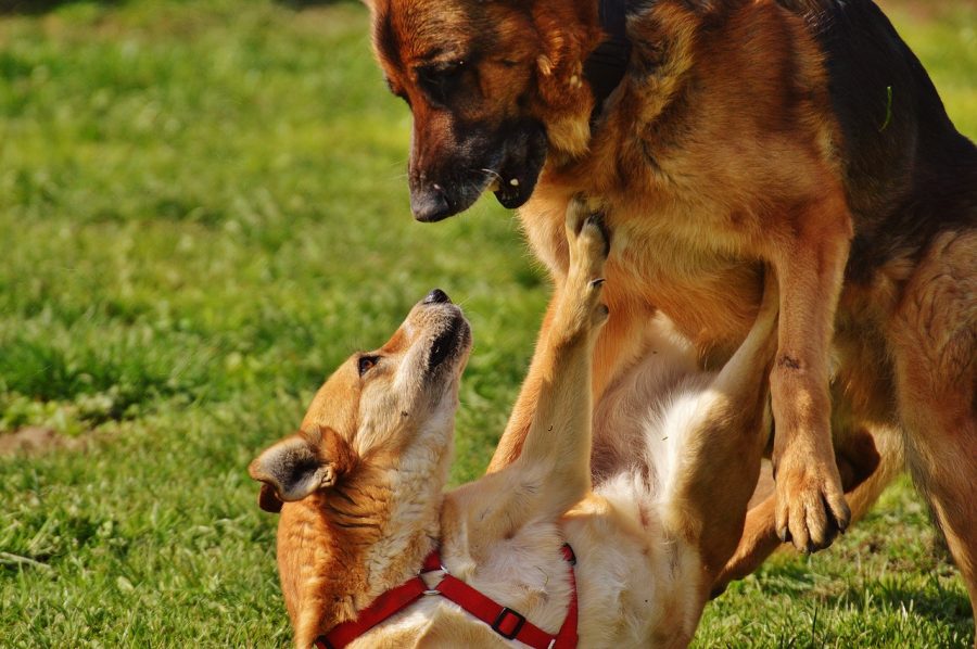 喧嘩してる犬