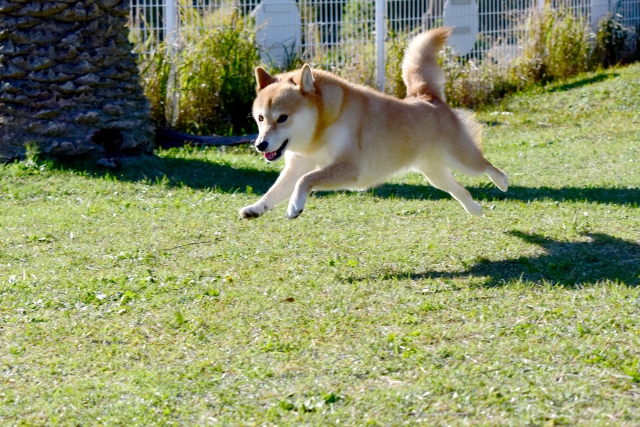 元気に走り回る犬