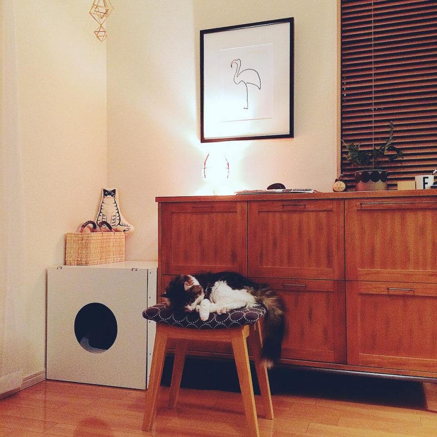 椅子の上で眠る猫