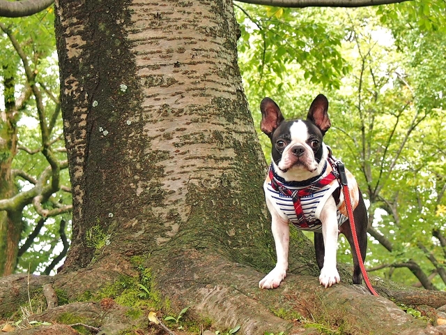 登山をする犬