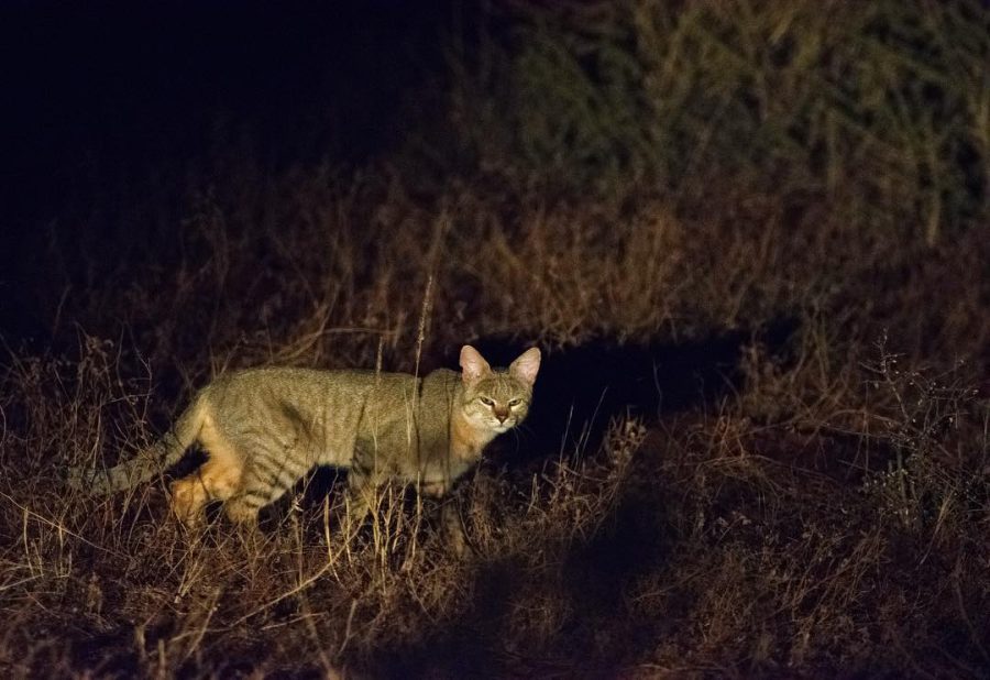 リビアヤマネコってどんな猫? 性格・大きさやイエネコの祖先と言われる理由を解説 ペトこと