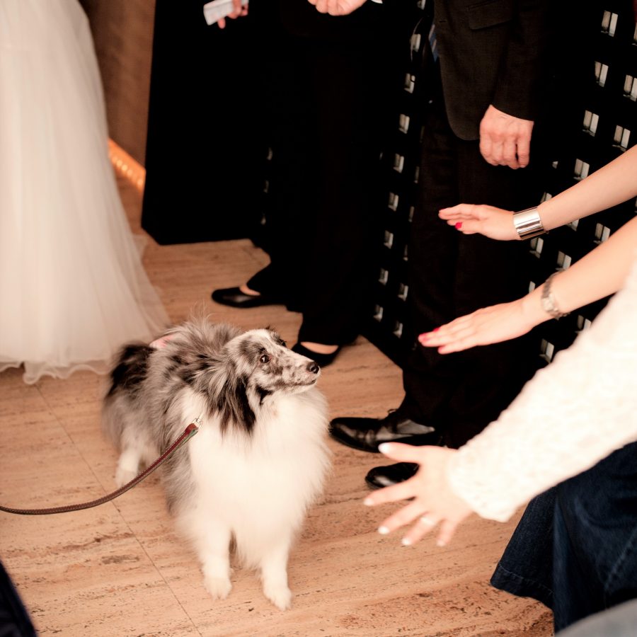 20180714.petwedding_sy_007