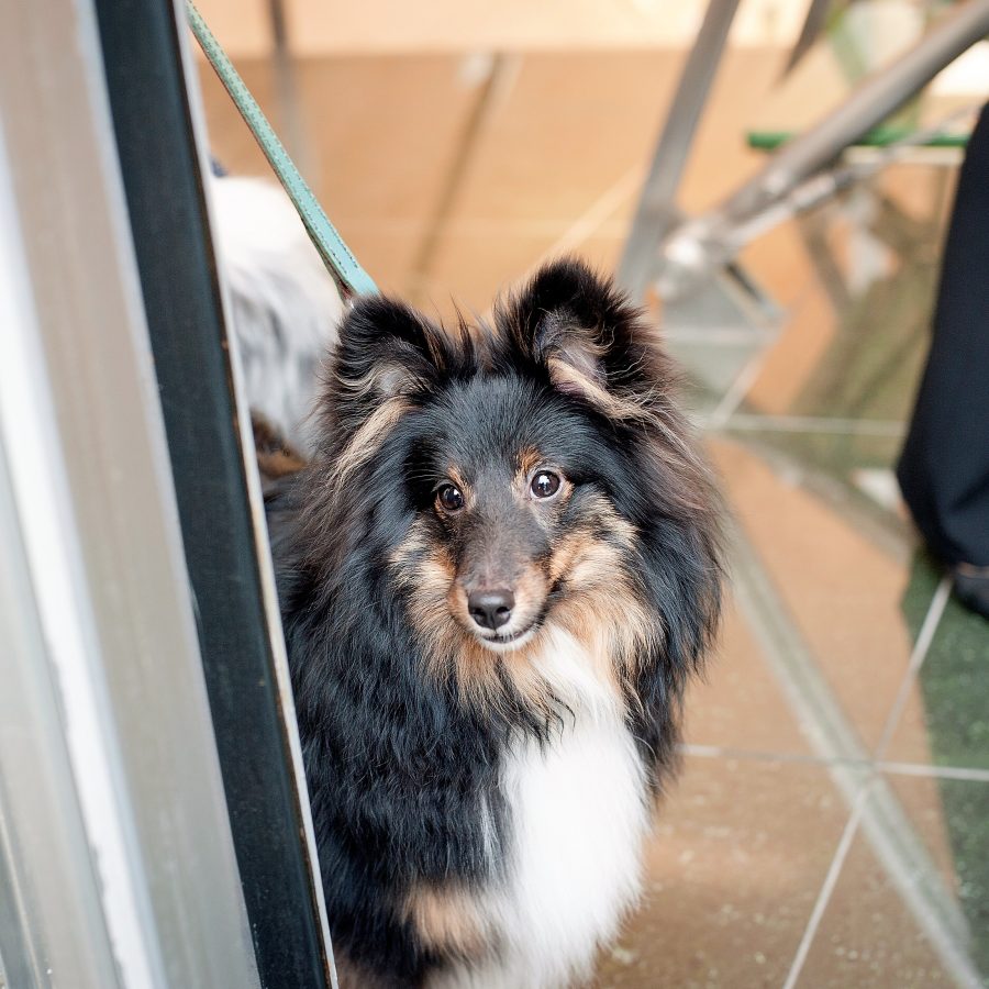20180714.petwedding_sy_008