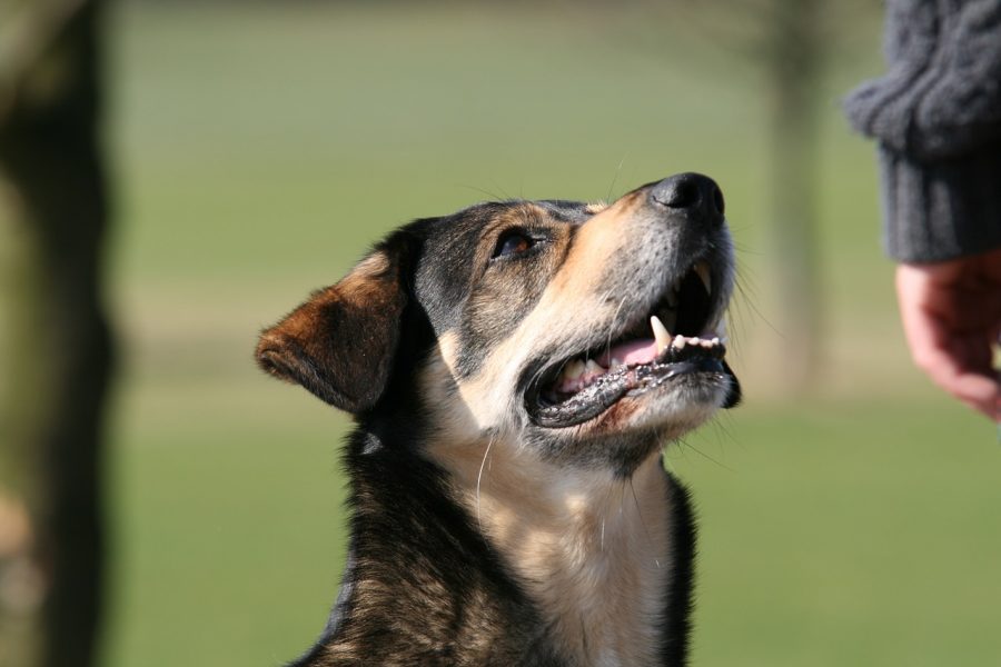 飼い主さんを見る犬