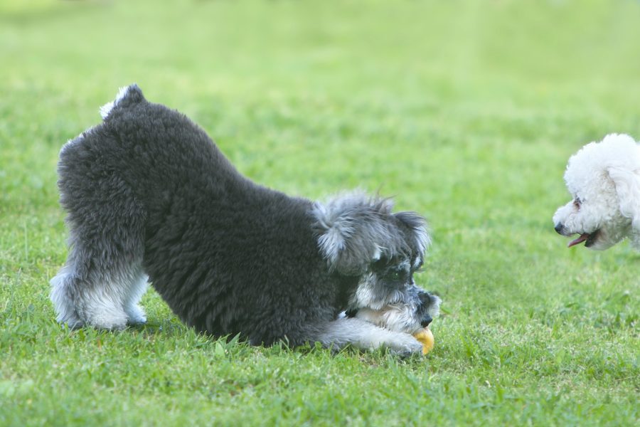 2018_0722_dog_004