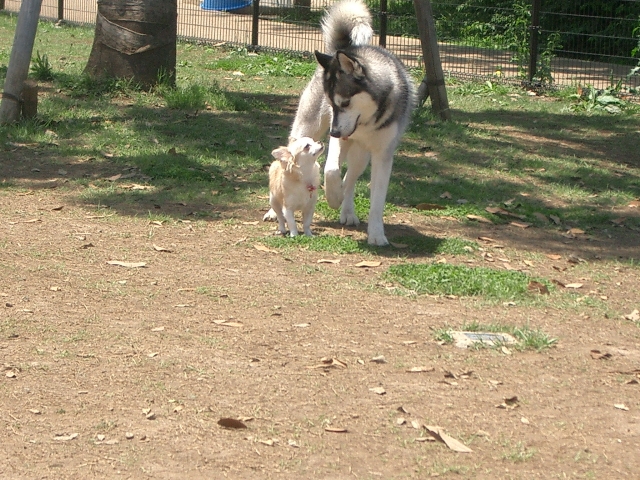 2018_0722_dog_na_002