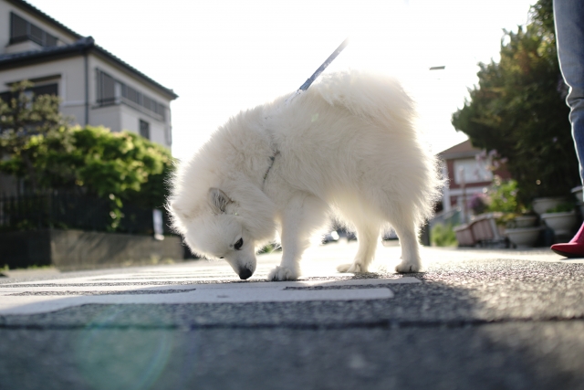 2018_0722_dog_na_006