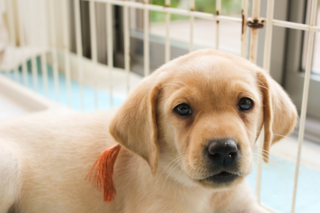子犬