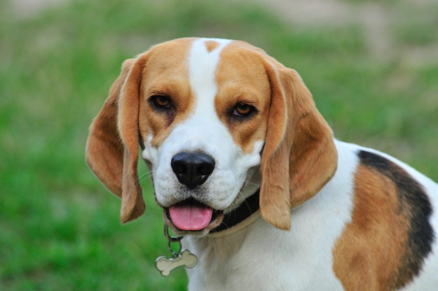 犬