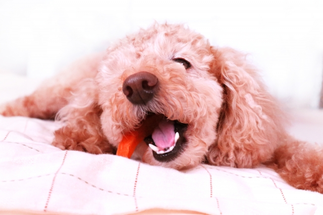 おもちゃを噛む犬
