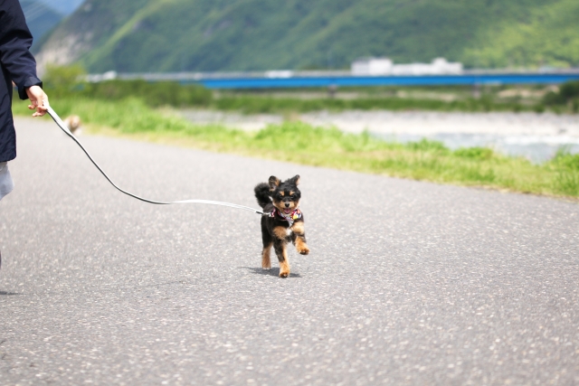 散歩する犬
