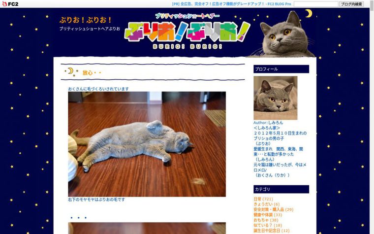 ブリティッシュショートヘアのブログ「乙女猫日記」