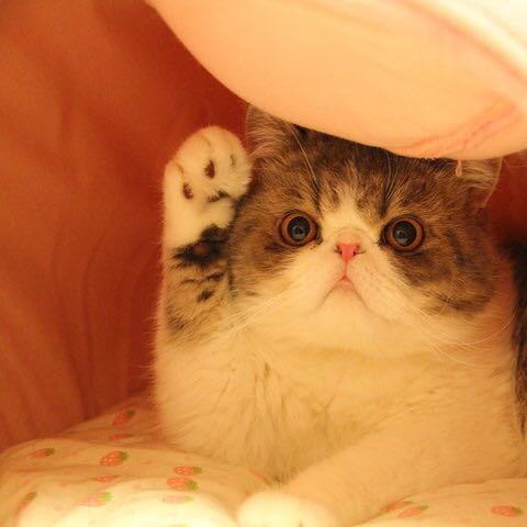 猫パンチ