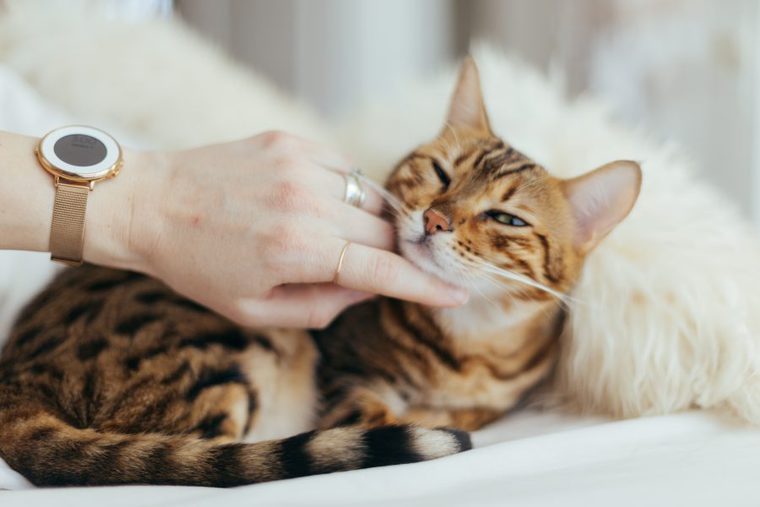 人に撫でられる猫