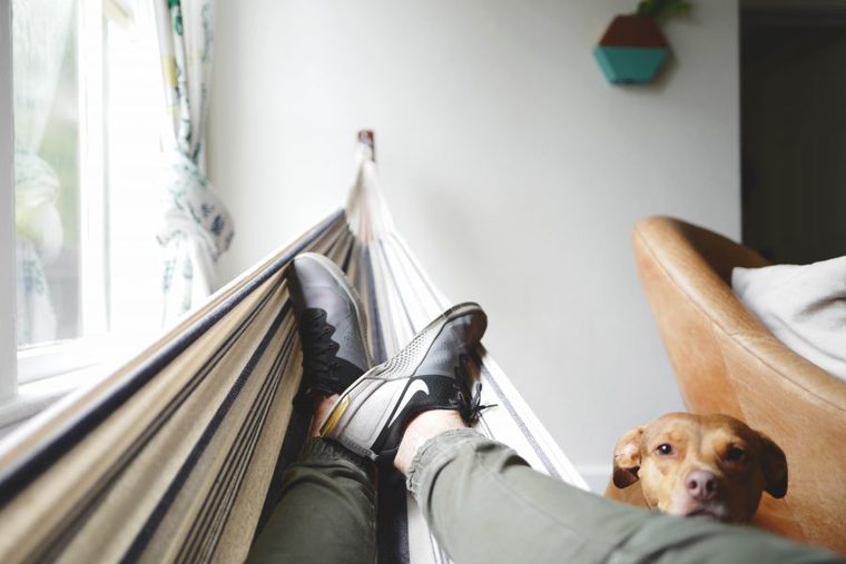 室内のハンモックで寝る人と犬