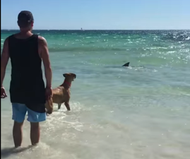 サメを見る犬