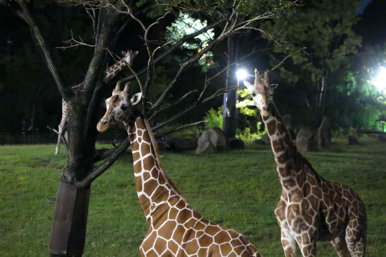 ナイトズーラシア「アフリカのサバンナ」草原エリア