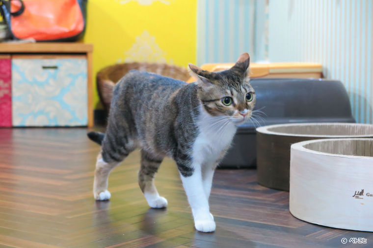 ネコリパブリック中野店の猫