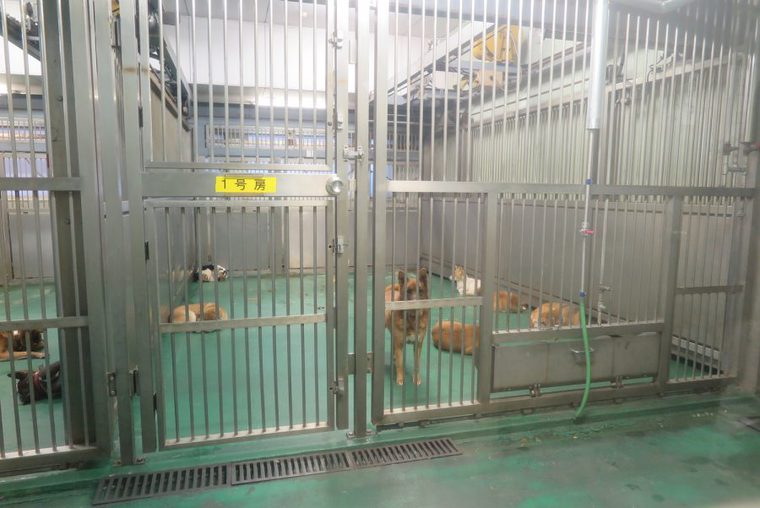 収容された数匹の犬