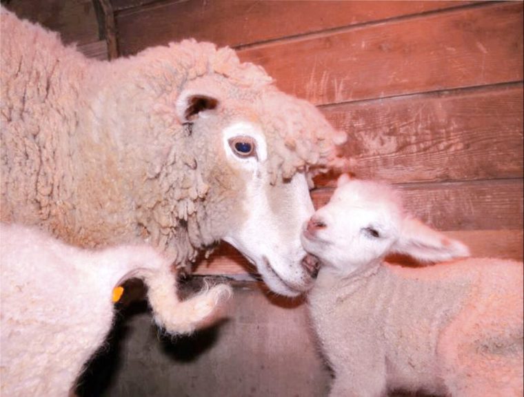 ヒツジのお母さん4歳の「ハナ」と双子のヒツジ