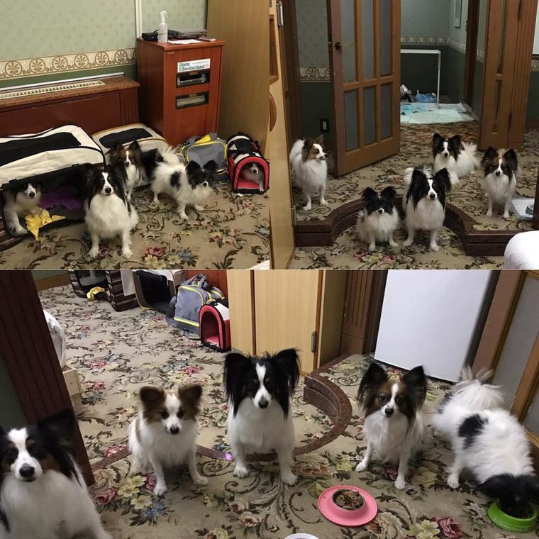 伊豆のペットと泊まれる宿のファームガーデン