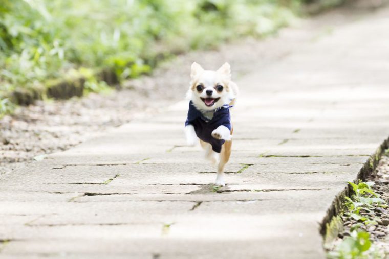 ペトこと
