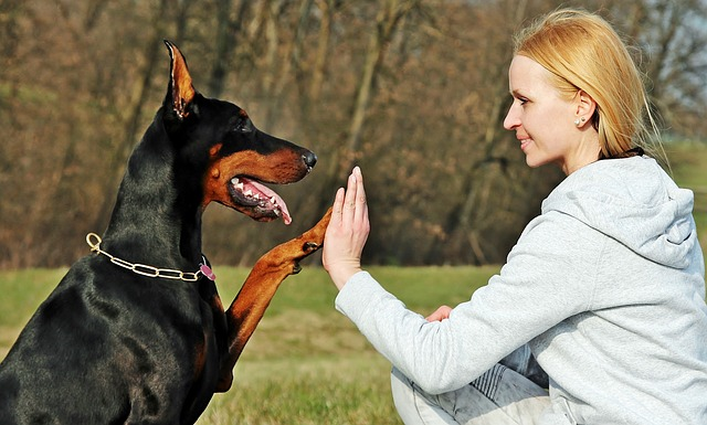 Image result for doberman 犬 美しい
