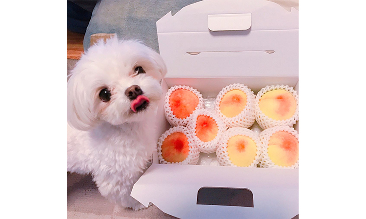 Resultado de imagen para maltese 犬 お菓子を食べる