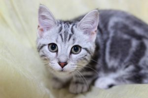 アメショ