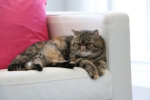 cat-1206539_1280