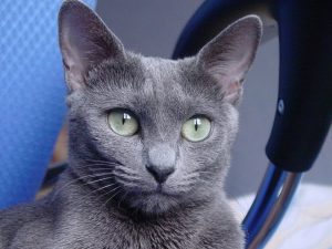 russian-blue-cat-573629_1280