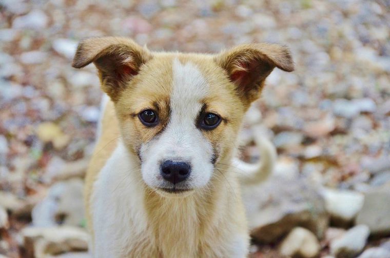 屋外にいる子犬