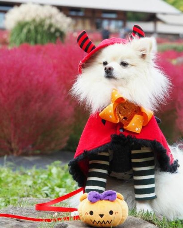 犬のハロウィン仮装グッズ