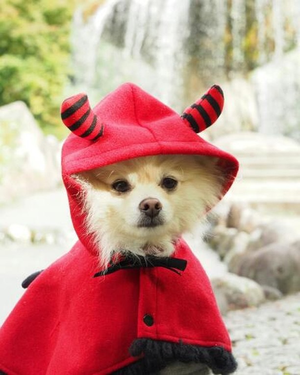 犬のハロウィン仮装グッズ